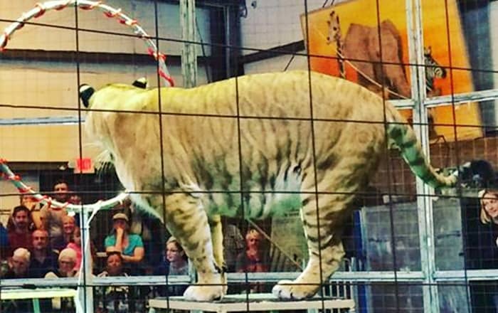 Ban on animals within the circus globally.