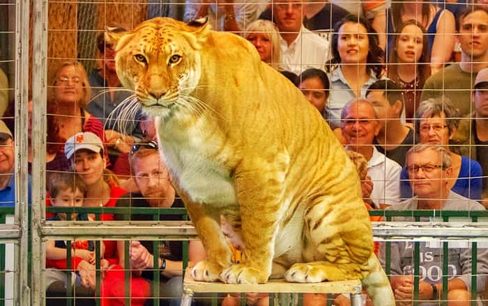 Liger in Circus shows