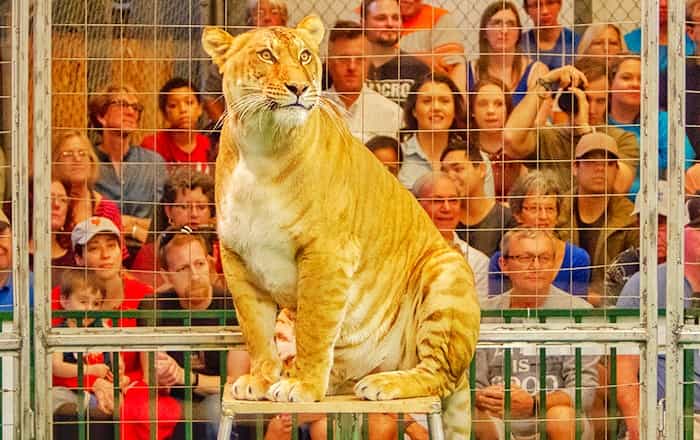 Liger Mia at the Circus show organized by Big Cat Habitat & Gulf Coast Sanctuary.