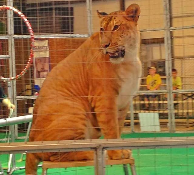 Liger in circuses of China and Russia.