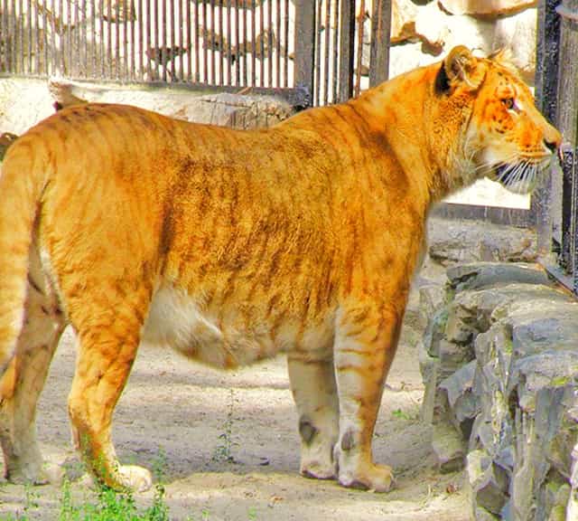 Ligers can help to decode sterility within other hybrids.