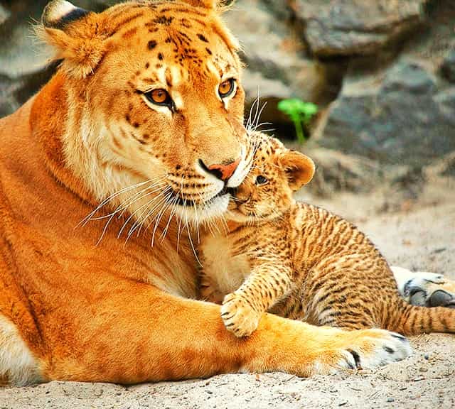 Ligers are no deadend to the conservation of the big cats.