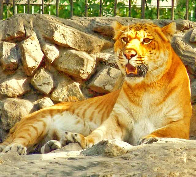 Ligers at the private facilities also boosts the conservation of the big cats.