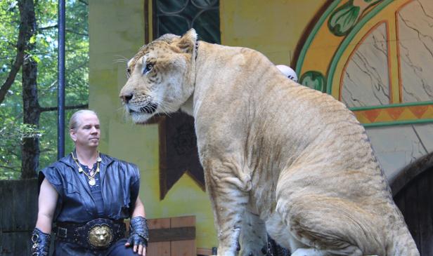 Ligers are the heaviest Big cats in terms of Weights. They can even weigh more than 1600 Pounds of weight too. 