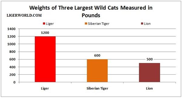 Liger, Lion and Tiger Weight Comparison. 