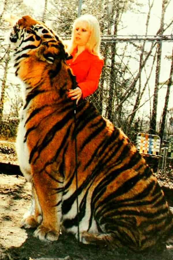 Biggest Tiger weighed 935 pounds at New Jersey, USA.