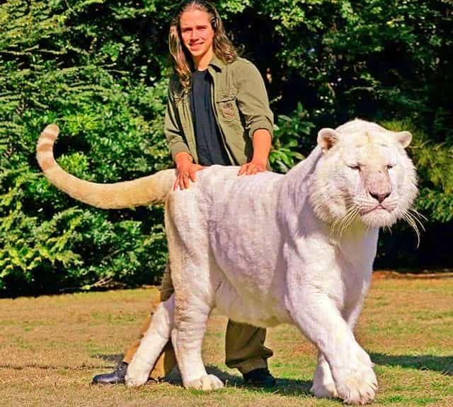 Biggest tiger weighed 935 pounds vs biggest lion weighed 826 pounds.