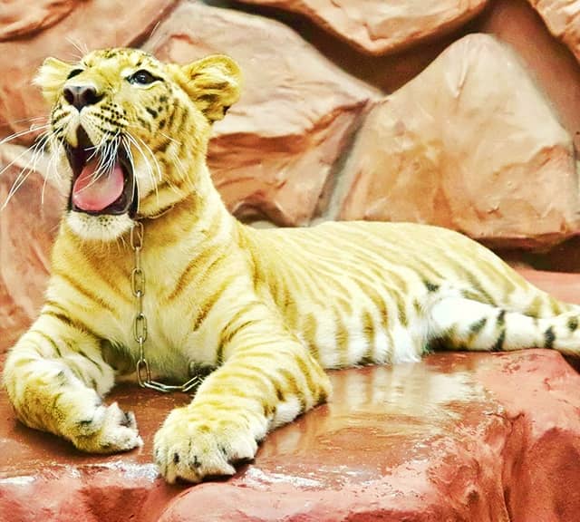 Ligers at Chang Puak Camp, Hat Yai City, Thailand.