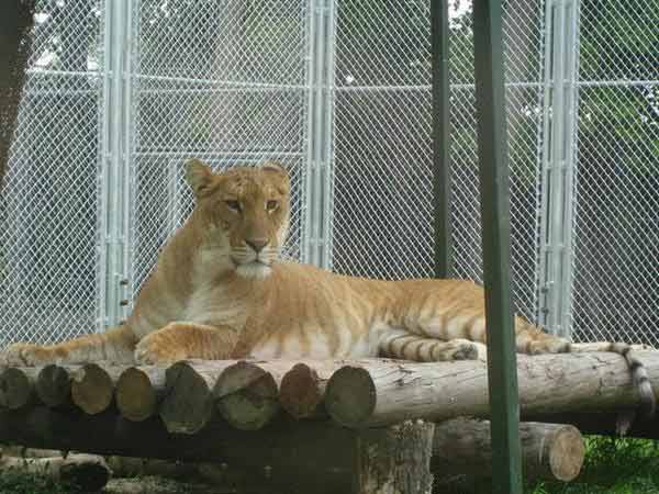 Liger Cub An An at Chinese Zoo in Hainan. An An is a brother of Ping Ping liger.