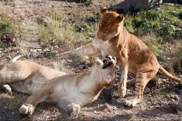 Liger Cubs in China Playing together at Hainan Zoo.
