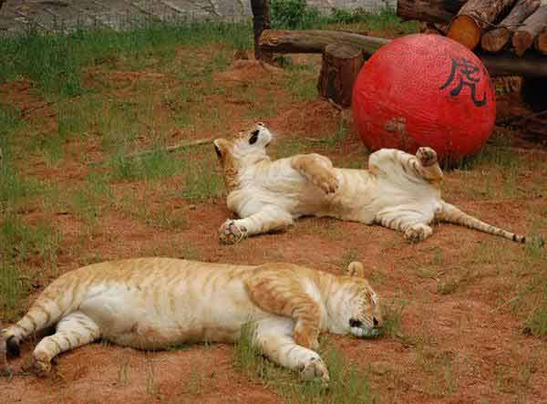 Liger Twin Cubs in China. Chinese longest surviving ligers. 