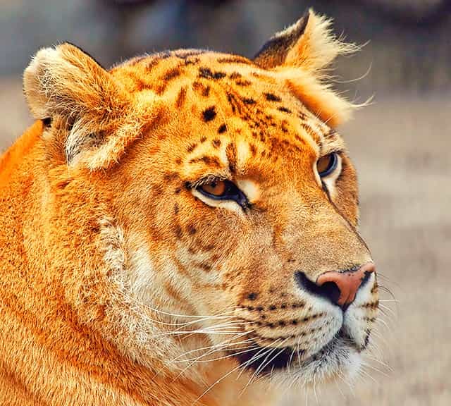 All Ligers have unique Facial markings.