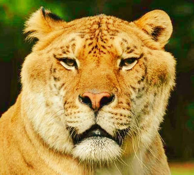 Facial Markings of the ligers are very unique and different.