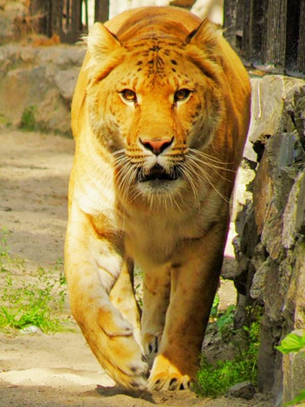 Female ligers can start breeding from fourth year and onwards.
