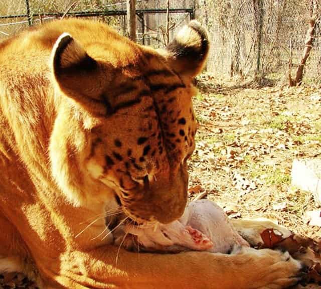 Rocky the Liger claimed life of its Keeper Peter Getz