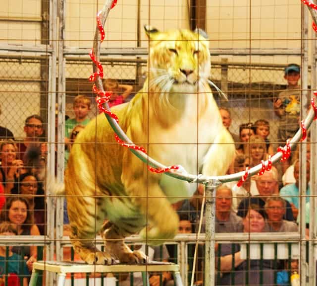 Ligers have also been witnessed within circus shows.