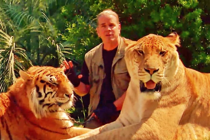 Myrtle Beach Safar made Head to Head Comparison of liger vs tiger.