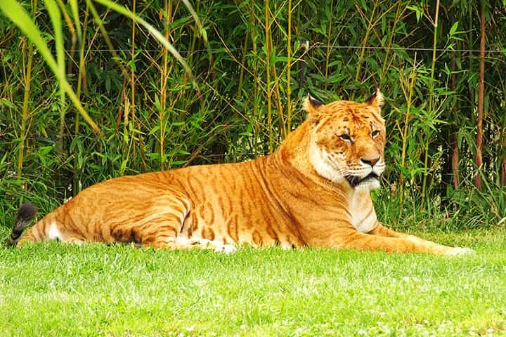 Tigons are as big as lions and tigers in terms of their size and weight