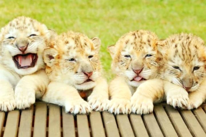 World's first white liger cubs were born at Myrtle Beach Safari in South Carolina USA.