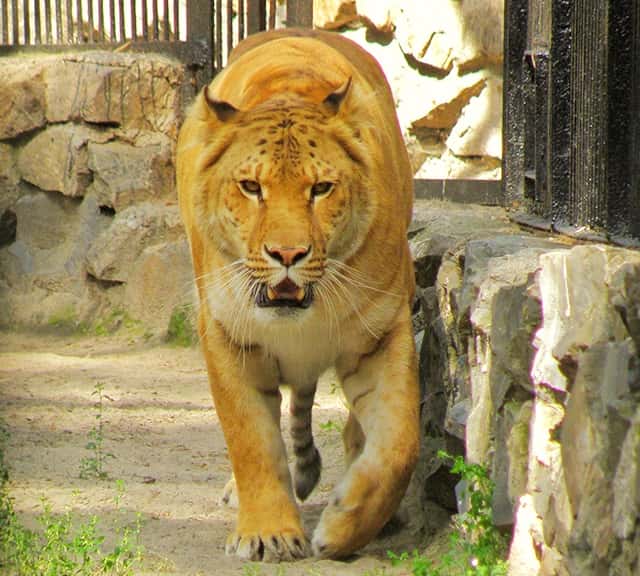 Lyra - A female liger at Novosibirsk Zoo in Russia.