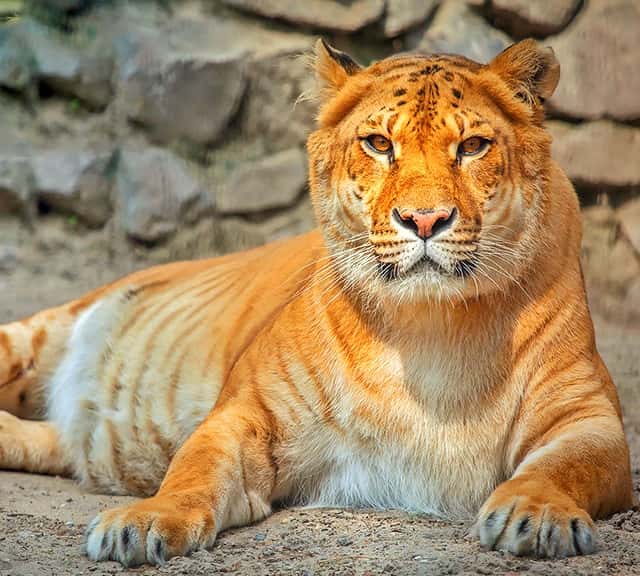 Female ligers are huge in size. They are as big as lions and tigers.