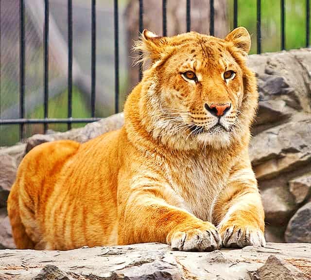 Female Liger - A hybrid from crossbreeding of male lion and a tigress.