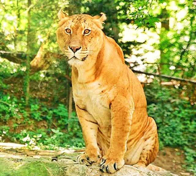 Female ligers breed better than the male ligers. 