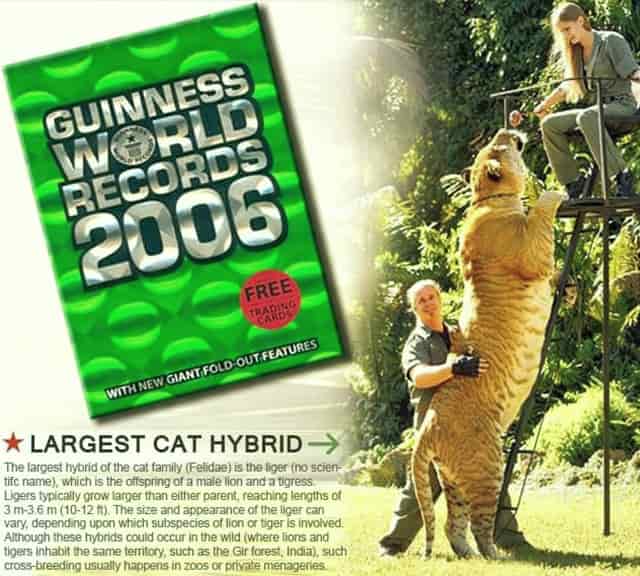 Guinness Book of World Records declared ligers as the biggest cats on earth.