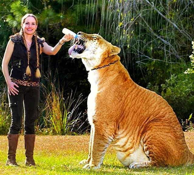 Liger Hercules in Guinness Book of World Records.