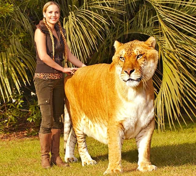 Ligers in Guinness Book of world Records. 