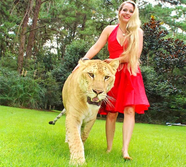 Myrtle Beach Safari Ligers in Guinness Book of World Records.