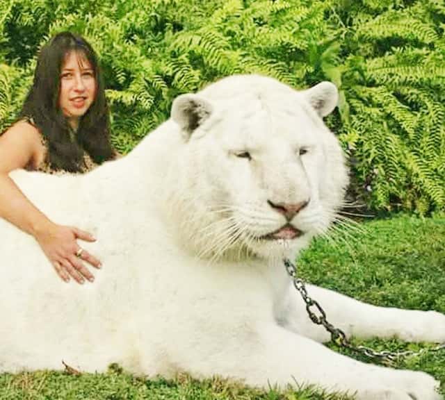 White liger has a white lion as its father and white tigress as its mother.