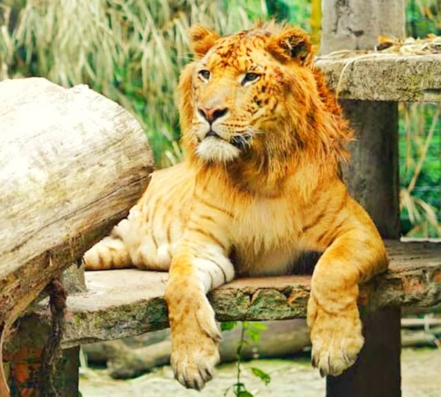 Ligers are the First Generations of the hybrid big cats.