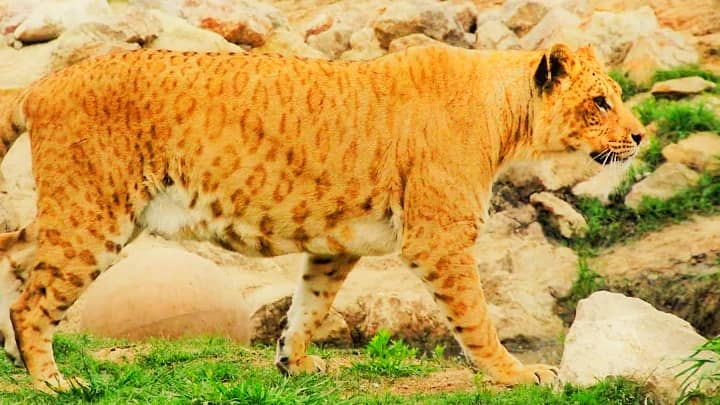 Li-Ligers are produces through lion and tiger's hybrdized offspring i.e., the liger.
