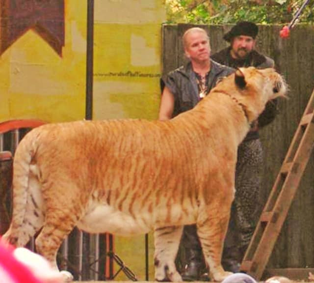 The Hybridization to produce ligers helps in Big Cat Conservation.