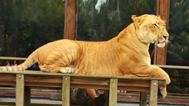 The hybridization to produce ligers is a health process as it produces viable offspring.