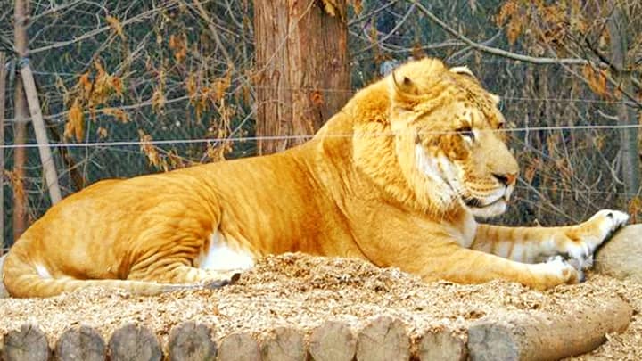 Origin of lion and tiger hybrdization to produce ligers can be traced back from 1799 in India.