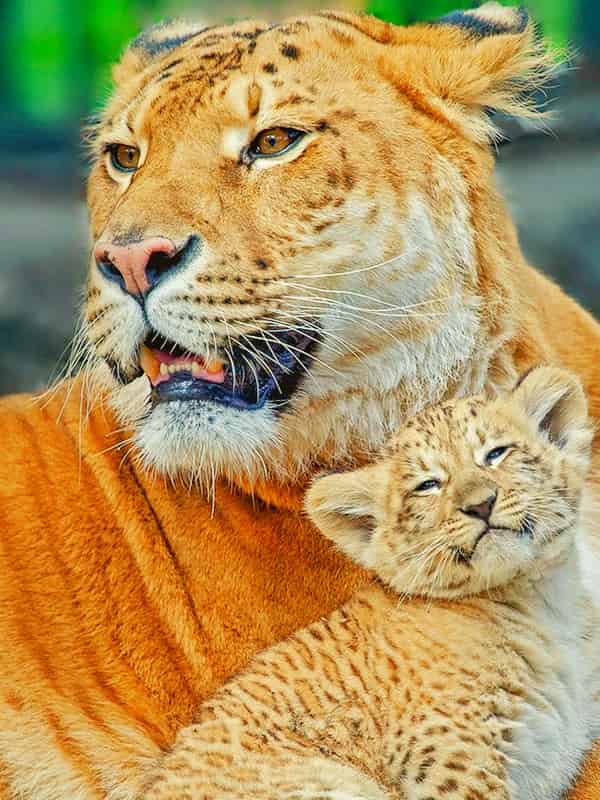 Lion and tiger hybridization produces fertile offspring.