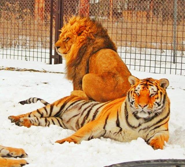 Lion and Tiger Hybridization produces hybrid big cats such as ligers and tigons.