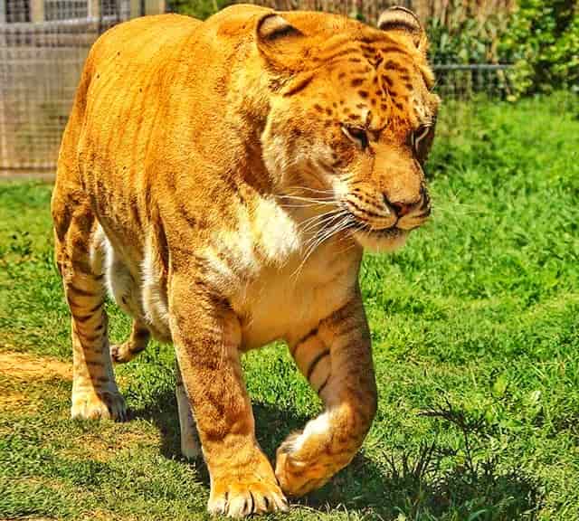 Population of the hybrid big cats have increased in the 21st century.