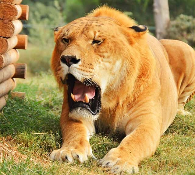 Ligers are the biggest hybrid big cats of the 21st century.