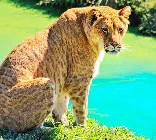 Liliger - A hybrid big cat of the 21st century. 