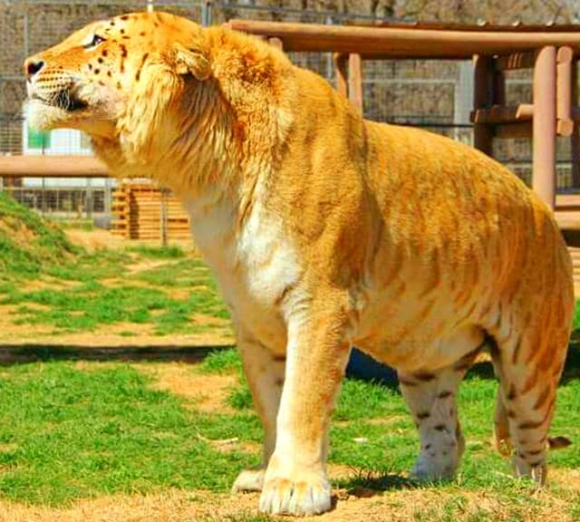 Tiliger is a hybrid big cat of the 21st century. Tiliger is a crossbred of a tiger and female liger.