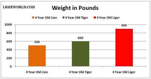 Liger 4 Year Old Weight and Growth. 
