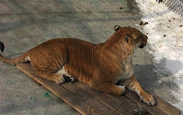 Biggest liger in China