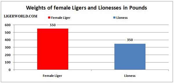 Female Ligers vs Lionesses - A Weigh Comparison. 