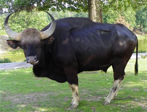 Gaurs are the biggest cattle on earth. 