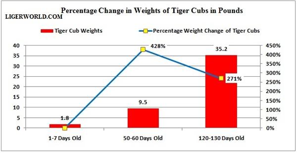Percentage weigh increase in liger cubs