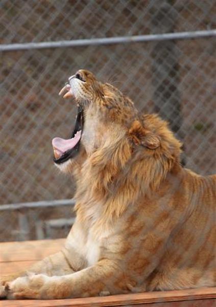 Ligers Canine Teeth are Smaller than Saber Toothed Tigers.