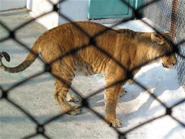 Liger in China behind the Cage. Ligers are living in Good Conditions in China. 